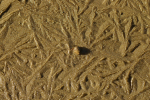 Vorschaubild Gefrorener Sand an der Sitter_2008_12_08--12-05-55.jpg 