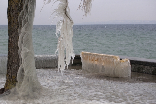 Skaliertes Bild Vereister Baum und Sitzbaenke am Bodensee_2015_02_07--09-37-00.jpg 