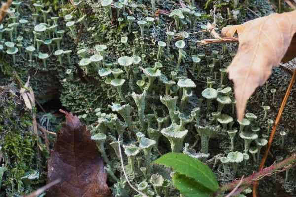 Skaliertes Bild Cladonia, Becherflechten_2018_10_21--16-35-28.jpg 
