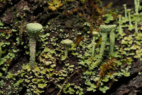 Skaliertes Bild Cladonia, Trompetenflechte_2017_10_26--10-12-06.jpg 