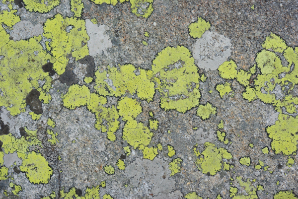 Skaliertes Bild Flechten, Rhizocarpon geographicum_2012_08_12--08-30-16.jpg 