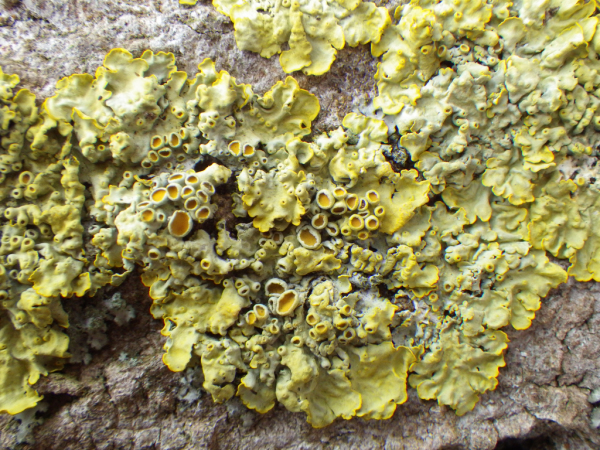 Skaliertes Bild Flechten, Xanthoria paretina_2013_04_06--14-44-41.jpg 
