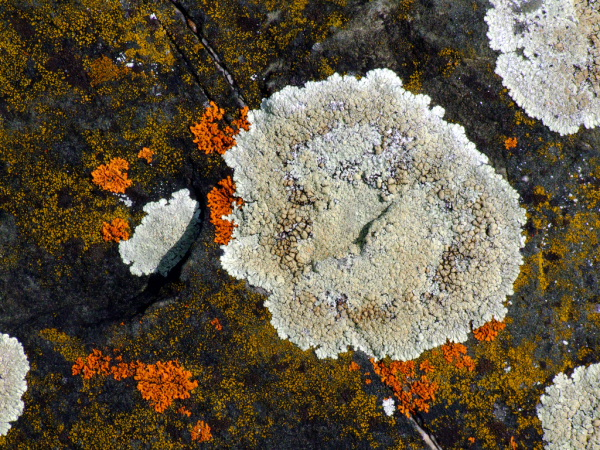 Skaliertes Bild Protoparmeliopsis muralis, Mauerflechte_2008_04_13--13-19-58.jpg 