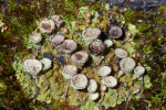 Vorschaubild Cladonia fimbriata, Trompetenflechte_2005_09_03--11-02-54.jpg 