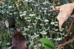 Vorschaubild Cladonia, Becherflechten_2018_10_21--16-35-28.jpg 