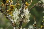 Vorschaubild Cladonia, Strauchflechte_2019_02_01--15-29-53.jpg 