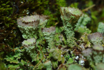 Vorschaubild Flechten, Cladonia_2013_06_23--06-21-35.jpg 