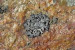 Vorschaubild Flechten, Umbiliacaria_2013_08_22--14-11-25.jpg 