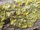 Vorschaubild Flechten, Xanthoria paretina_2013_04_06--14-44-41.jpg 