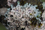 Vorschaubild Parmeliaceae, Hypotrachyna_2025_01_23--10-36-52.jpg 