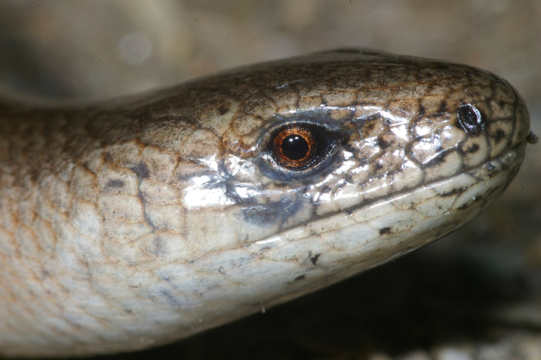 Skaliertes Bild Anguidae, Anguis fragilis, Blindschleiche_2008_05_23--13-10-33.jpg 