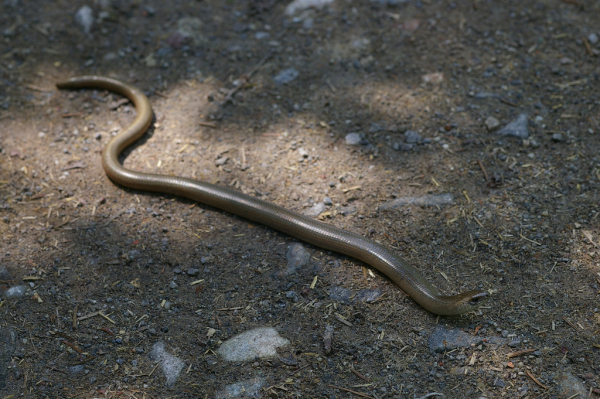 Skaliertes Bild Anguidae, Anguis fragilis, Blindschleiche_2008_05_23--13-11-45.jpg 