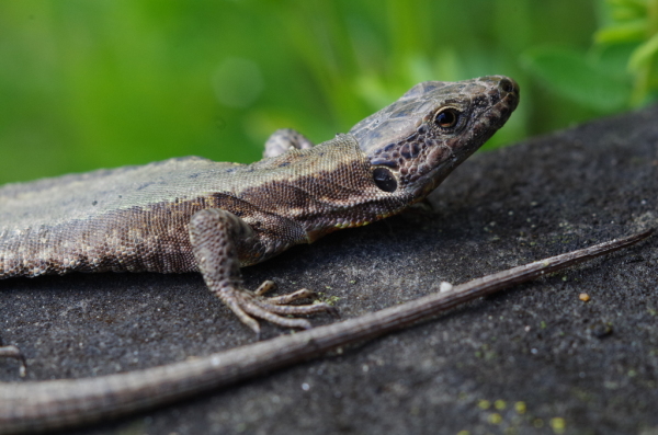 Skaliertes Bild Lacertidae, Podarcis muralis, Mauereidechse_2014_05_14--14-38-08.jpg 