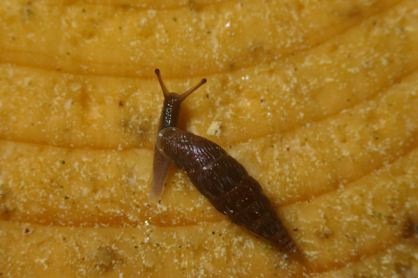 Skaliertes Bild Mollusca, Clausiliidae, Schliessmundschnecke_2006_05_27--16-40-04.jpg 