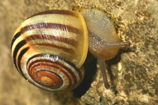 Skaliertes Bild Mollusca, Helicidae, Cepaea sp._2007_04_11--10-29-50.jpg 