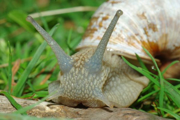Skaliertes Bild Mollusca, Helicidae, Helix pomatia, Weinbergschnecke_2010_05_14--14-23-11.jpg 