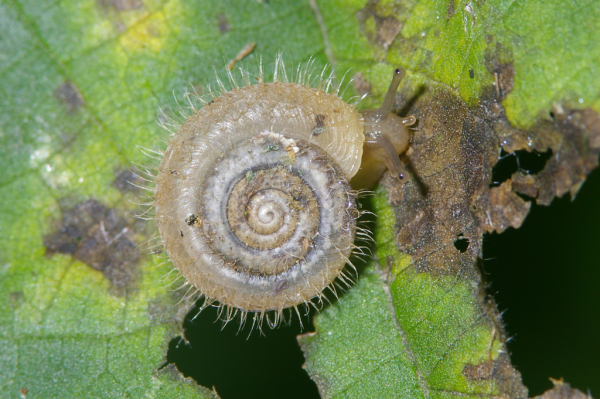 Skaliertes Bild Mollusca, Helicodontidae, Helicodonta obvoluta_2005_08_26--08-54-15.jpg 