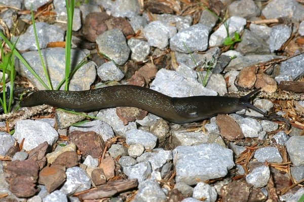 Skaliertes Bild Mollusca, Limacidae, Limax cinereoniger, Schwarzer Schnegel_2006_07_10--07-48-11.jpg 