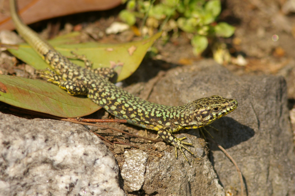 Skaliertes Bild Squamata, Lacertidae, Podarcis muralis, Mauereidechse_2007_04_14--16-49-28.jpg 