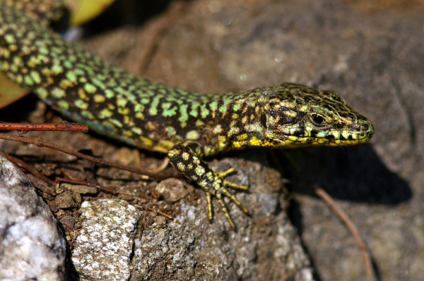 Skaliertes Bild Squamata, Lacertidae, Podarcis muralis, Mauereidechse_2007_04_14--16-50-36.jpg 
