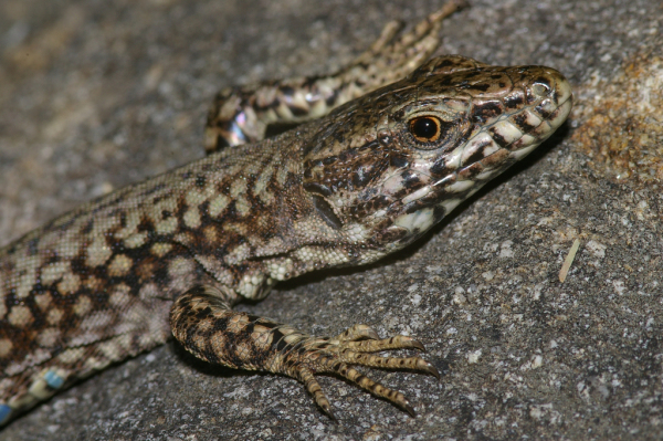 Skaliertes Bild Squamata, Lacertidae, Podarcis muralis, Mauereidechse_2007_04_17--17-29-26.jpg 