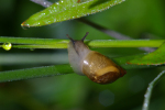 Vorschaubild Mollusca, Succineidae, Succinea putris, Gemeine Bernsteinschnecke_2005_06_24--07-31-28.jpg 
