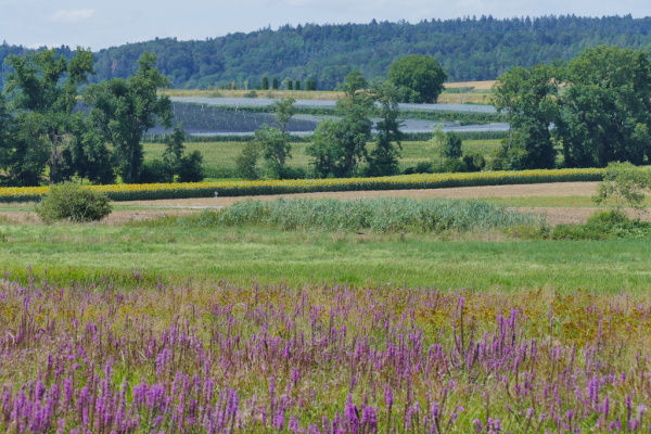 Skaliertes Bild 2019_08_01--14-56-54.jpg 