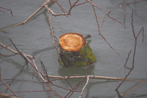 Skaliertes Bild Abgesägter Ast ragt aus dem Eis_2015_02_20--10-21-02.jpg 