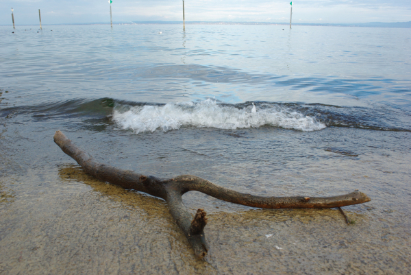 Skaliertes Bild Astgabel und Welle am Bodensee_2010_11_19--15-26-58.jpg 