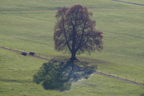 Skaliertes Bild Baum am Tannenberg_2012_11_17--11-34-57.jpg 
