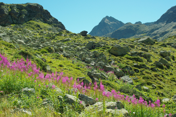 Skaliertes Bild Berglandschaft am Julier_2012_08_19--11-17-35.jpg 