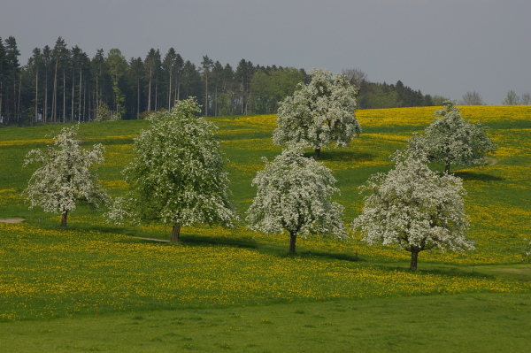 Skaliertes Bild Bluehende Obstbaeume bei Waldkirch_2006_05_06--15-21-13.jpg 
