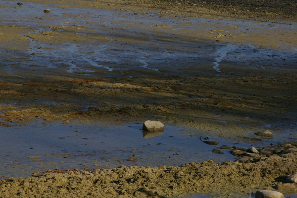 Skaliertes Bild Bodenseeufer bei Niedrigwasser_2007_01_14--14-15-19.jpg 