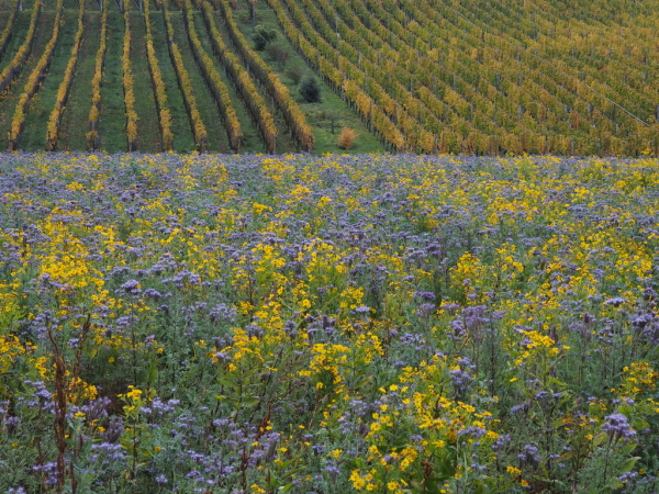 Skaliertes Bild Buntes Feld_2018_10_29--16-44-17.jpg 