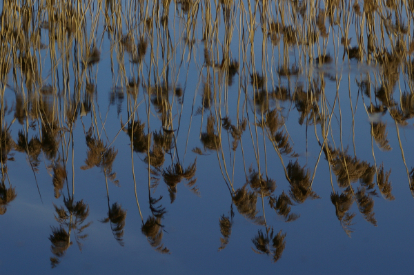 Skaliertes Bild Duerres Schilf reflektiert im Wasser_2008_03_14--10-15-55.jpg 