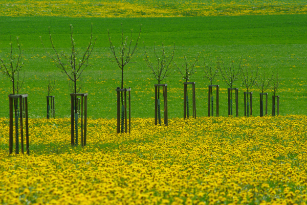 Skaliertes Bild Fruehlingslandschaft bei Hagenwil_2009_04_25--12-47-42.jpg 