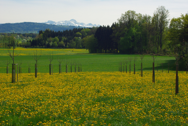 Skaliertes Bild Fruehlingslandschaft bei Hagenwil_2009_04_25--14-29-31.jpg 