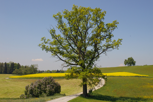 Skaliertes Bild Fruehlingslandschaft bei Wittenbach, Dottenwil_2007_05_12--12-54-22.jpg 