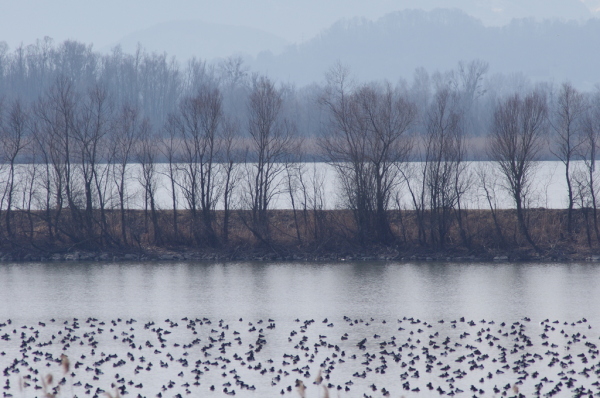 Skaliertes Bild Fussache, Landschaft mit Zugvoegeln_2014_02_25--11-09-44.jpg 