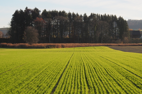 Skaliertes Bild Gruenes Feld und Waeldchen_2015_11_07--15-42-50.jpg 