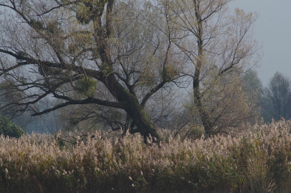 Skaliertes Bild Herbstlandschaft, Fussach, Schleienloch_2014_11_01--11-07-27.jpg 