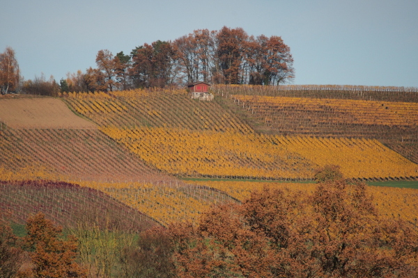 Skaliertes Bild Herbstliche Rebberge_2015_11_07--14-59-35.jpg 