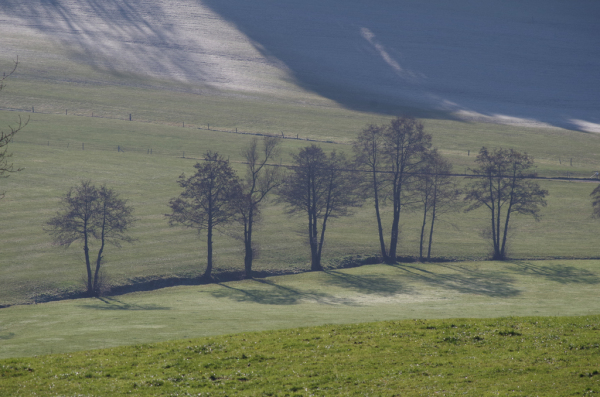 Skaliertes Bild Kahle Baumreihe, Tannenberg_2012_11_17--11-35-33.jpg 