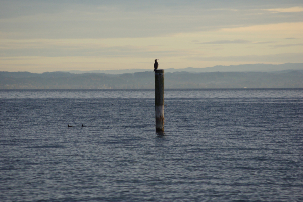 Skaliertes Bild Morgenstimmung am Bodensee bei Steinach_2012_11_04--08-38-50.jpg 