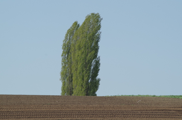 Skaliertes Bild Pappel und Acker_2014_04_16--10-17-47.jpg 