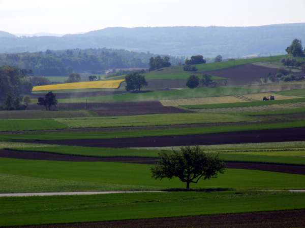 Skaliertes Bild Rapsfeld bei Truttikon_2009_05_07--17-34-26.jpg 