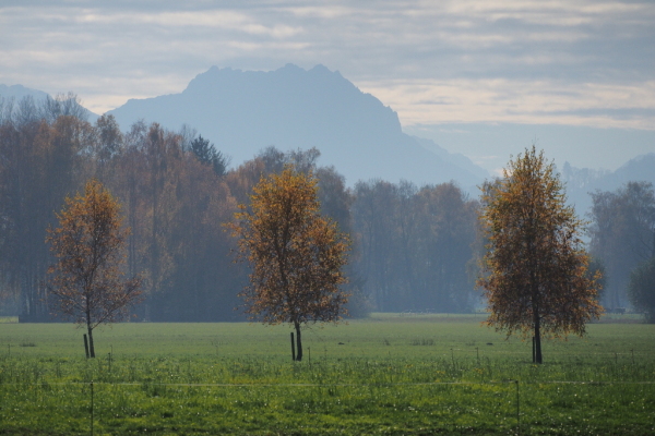 Skaliertes Bild Sicht aus der Fussacher Bucht auf Berge_2015_11_06--12-29-04.jpg 