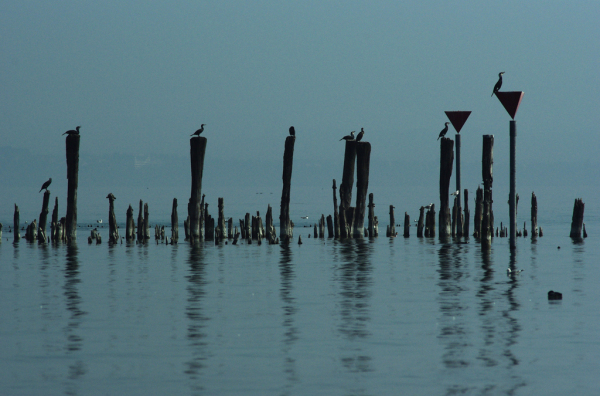 Skaliertes Bild Voegel auf alten Pfosten im Bodensee_2012_03_18--10-49-45.jpg 