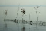 Vorschaubild Am Bodensee bei Altnau_2013_08_31--08-21-36.jpg 