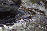 Vorschaubild Baechlein bei Diepoldsau, Wasserdetails_2012_11_08--16-31-22.jpg 